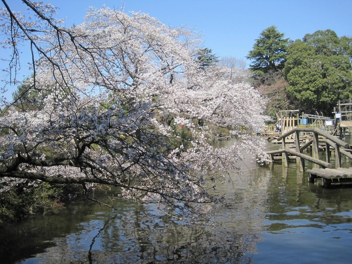 🏞️ 시미즈 공원 (清水公園) 이미지 1